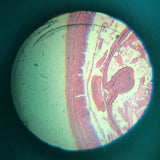 Dečiji mikroskop – edukativna igračka